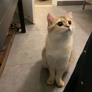 Meet your Posher, Zhongyi